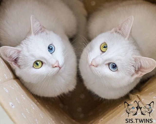 Mèo song sinh 2 màu mắt làm cư dân mạng bấn loạn - Ảnh 3.