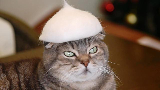 Thời trang mũ ngộ nghĩnh cho mèo tại Nhật Bản - Ảnh 1.