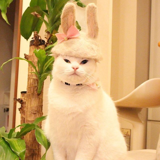 Thời trang mũ ngộ nghĩnh cho mèo tại Nhật Bản - Ảnh 4.