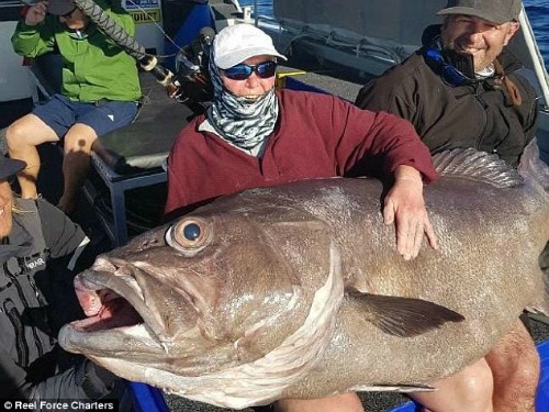 Nữ du khách bất ngờ câu được cá khổng lồ, to như ghế sofa ở Australia - Ảnh 1.