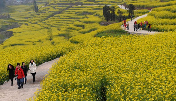 Mê đắm mùa hoa cải rực rỡ ở Bắc Kinh, Trung Quốc - Ảnh 1.