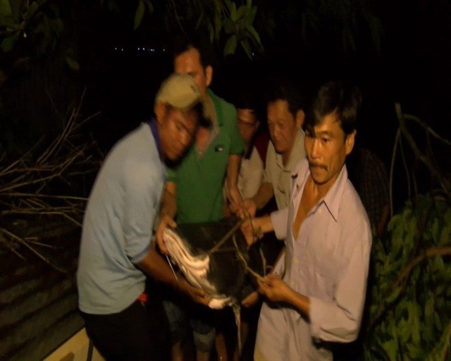 Bắt được cá lăng nặng hơn 100kg trên sông Tiền - Ảnh 2.