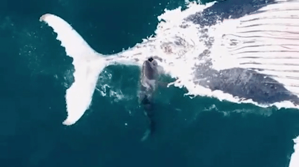 Bầy cá mập đói thi nhau “xả thịt” cá voi khổng lồ - Ảnh 1.