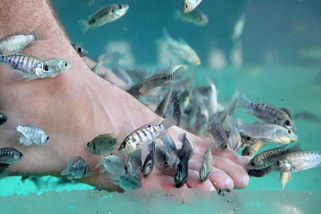 Du khách bị rụng sạch móng chân khi dùng cá massage - Ảnh 2.