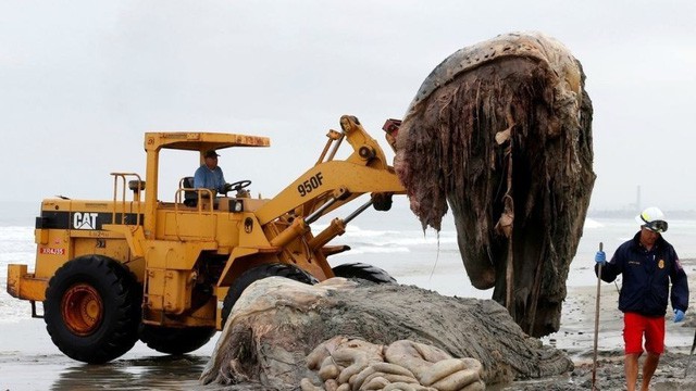 Xác “quái thú” khổng lồ trôi dạt vào bờ biển - Ảnh 2.
