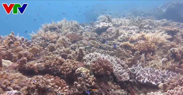 VIDEO: Lặn ngắm san hô biển tại đảo núi lửa Lý Sơn - Ảnh 1.