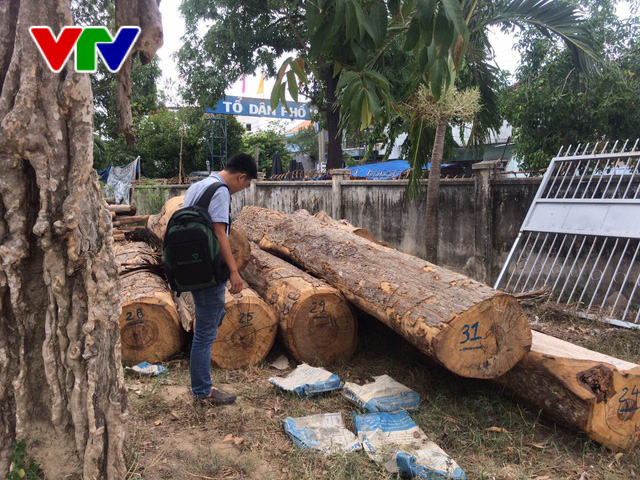 Lâm tặc manh động, Khánh Hoà tăng cường bảo vệ rừng căm xe - Ảnh 2.