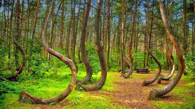 Bí ẩn về khu rừng có hàng trăm gốc cây bị uốn cong một cách khó hiểu - Ảnh 1.