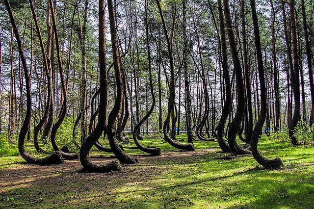 Bí ẩn về khu rừng có hàng trăm gốc cây bị uốn cong một cách khó hiểu - Ảnh 2.