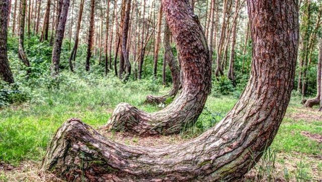 Bí ẩn về khu rừng có hàng trăm gốc cây bị uốn cong một cách khó hiểu - Ảnh 3.