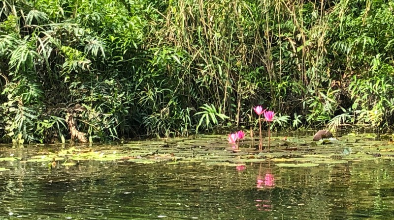Visitors can admire colourful flowers blooming along the stream