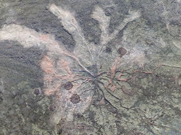 Tiết lộ hình ảnh về hóa thạch rừng ma cổ quái nhất thế giới mới lộ diện - Ảnh 1.