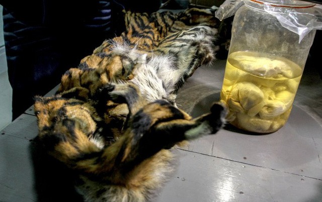 Indonesia: Bắt giữ 5 người tàng trữ bào thai hổ Sumatra quý hiếm - Ảnh 1.