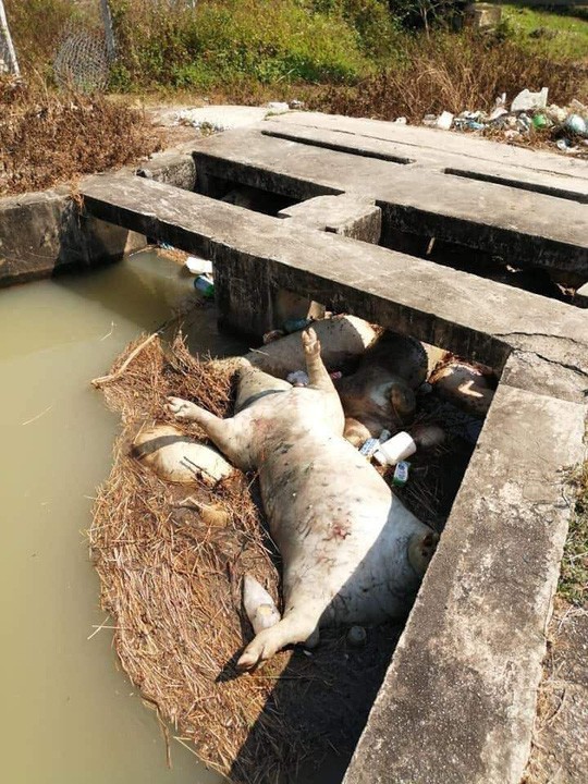 Phát hiện nhiều xác lợn chết ở dưới hồ nước tại Khánh Hòa - Ảnh 1.