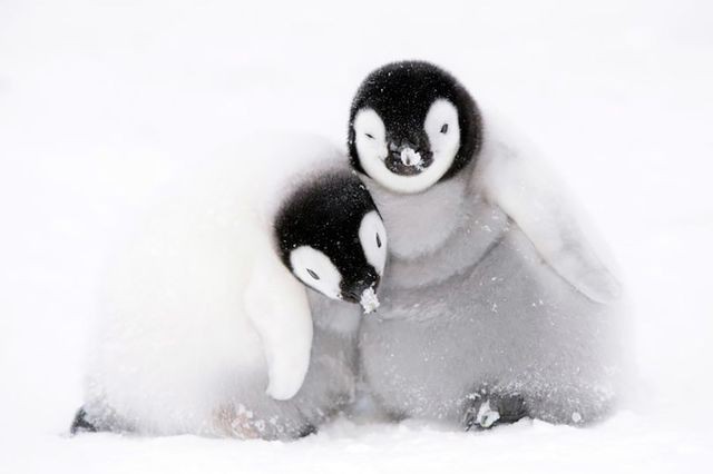 Hàng ngàn con chim cánh cụt non đã bị “xoá sổ” vì… chết đuối ở Nam Cực - Ảnh 1.