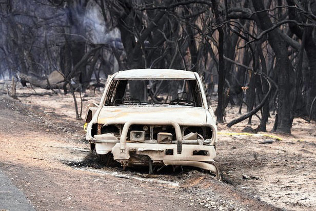 1,25 tỷ cá thể động vật đã chết do cháy rừng tại Australia - Ảnh 4.