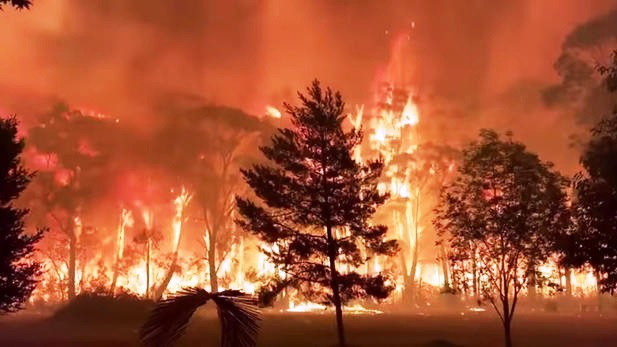 1,25 tỷ cá thể động vật đã chết do cháy rừng tại Australia - Ảnh 3.