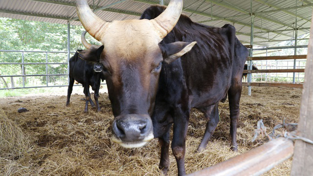 Vì sao đàn bò tót lai ở Ninh Thuận bị bỏ đói, gầy trơ xương? - Ảnh 2.