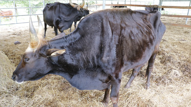 Vì sao đàn bò tót lai ở Ninh Thuận bị bỏ đói, gầy trơ xương? - Ảnh 1.