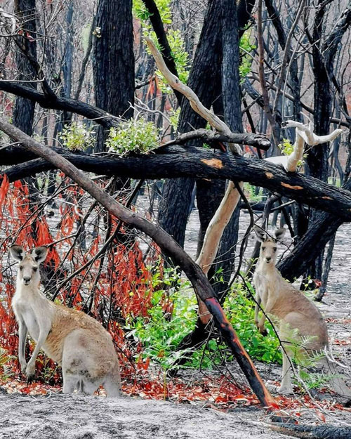 Sự hồi sinh kỳ điệu sau thảm họa cháy rừng ở Australia - Ảnh 1.