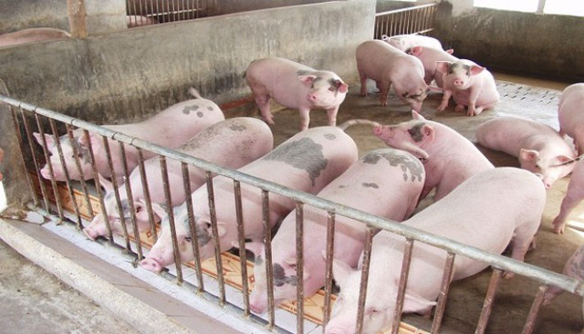 Lo hụt nguồn cung lợn hơi, nhà cung cấp thịt lợn giảm lợi nhuận - Ảnh 1.
