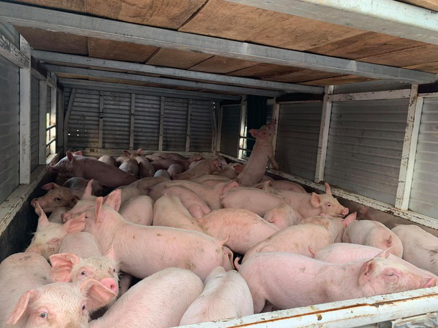 500 con lợn Thái hết “veo” chỉ trong 1 giờ đồng hồ - Ảnh 1.