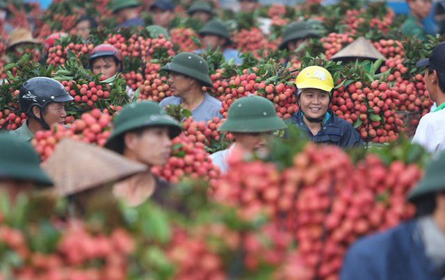 Trung Quốc sẽ tăng nhập khẩu vải thiều từ Việt Nam - Ảnh 1.