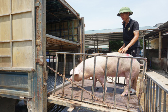 Lợn Thái Lan về đến lò mổ khoảng 90.000 đồng/kg: “Nguồn cung 500 con chỉ như muối bỏ biển” - Ảnh 2.