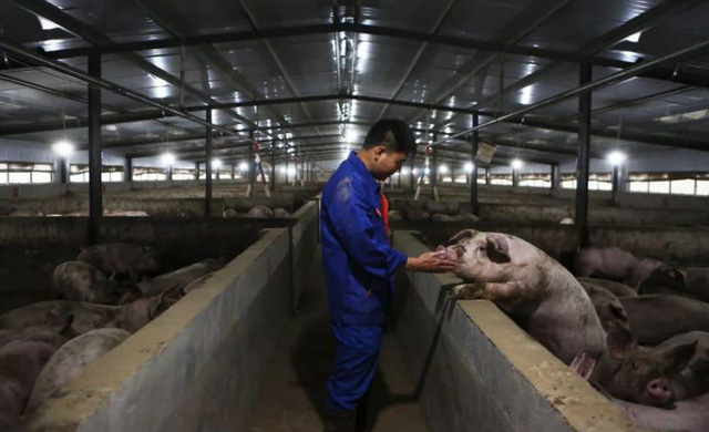 20.000 trang trại lợn vẫn không thể hạ giá thịt ở Trung Quốc - Ảnh 1.