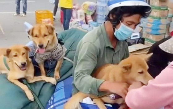 Trưởng trạm y tế nơi xảy ra vụ tiêu hủy 15 con chó ở Cà Mau xin nghỉ việc - Ảnh 2.