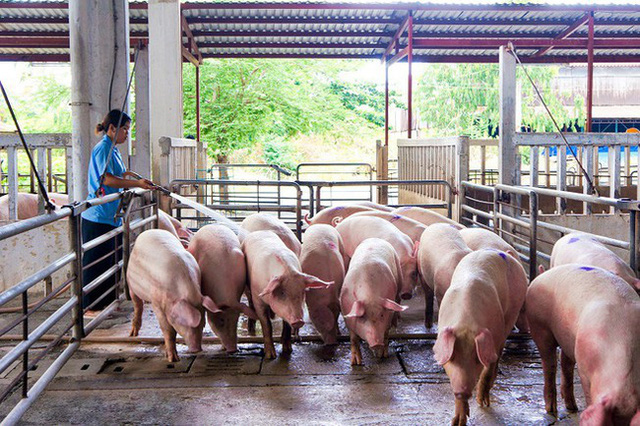 Việt Nam nhập gần 1.400 lợn cụ kỵ trong năm 2020 - Ảnh 1.