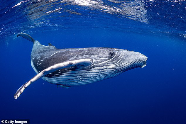 Cuộc chạm trán giữa thợ lặn và cá voi xanh hơn 30 mét trong những bức hình  tuyệt đẹp