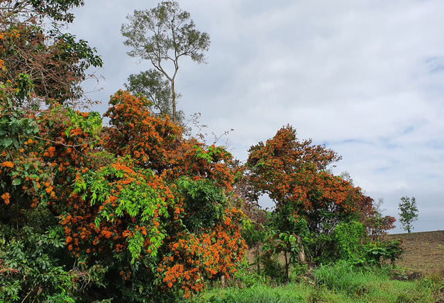 Cuốn hút mùa hoa Trang rừng ở Phú Yên - Ảnh 1.