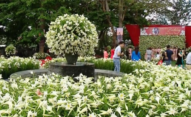Chiêm ngưỡng nón hoa loa kèn lớn nhất Việt Nam - Ảnh 2.