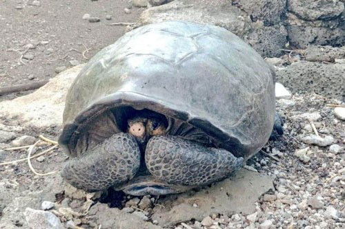 Rùa tuyệt chủng cách đây hơn 100 năm bất ngờ xuất hiện ở Galápagos - Ảnh 1.