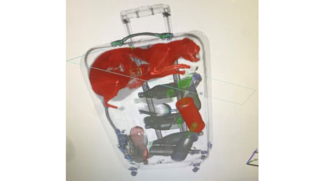 Mỹ: Nhân viên sân bay phát hiện... mèo nằm gọn trong vali - Ảnh 1.
