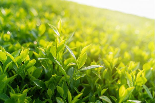 Công thức TH true TEA: Lá trà đặc sản, nước ngầm núi lửa và quy trình sản xuất ưu việt - Ảnh 3.