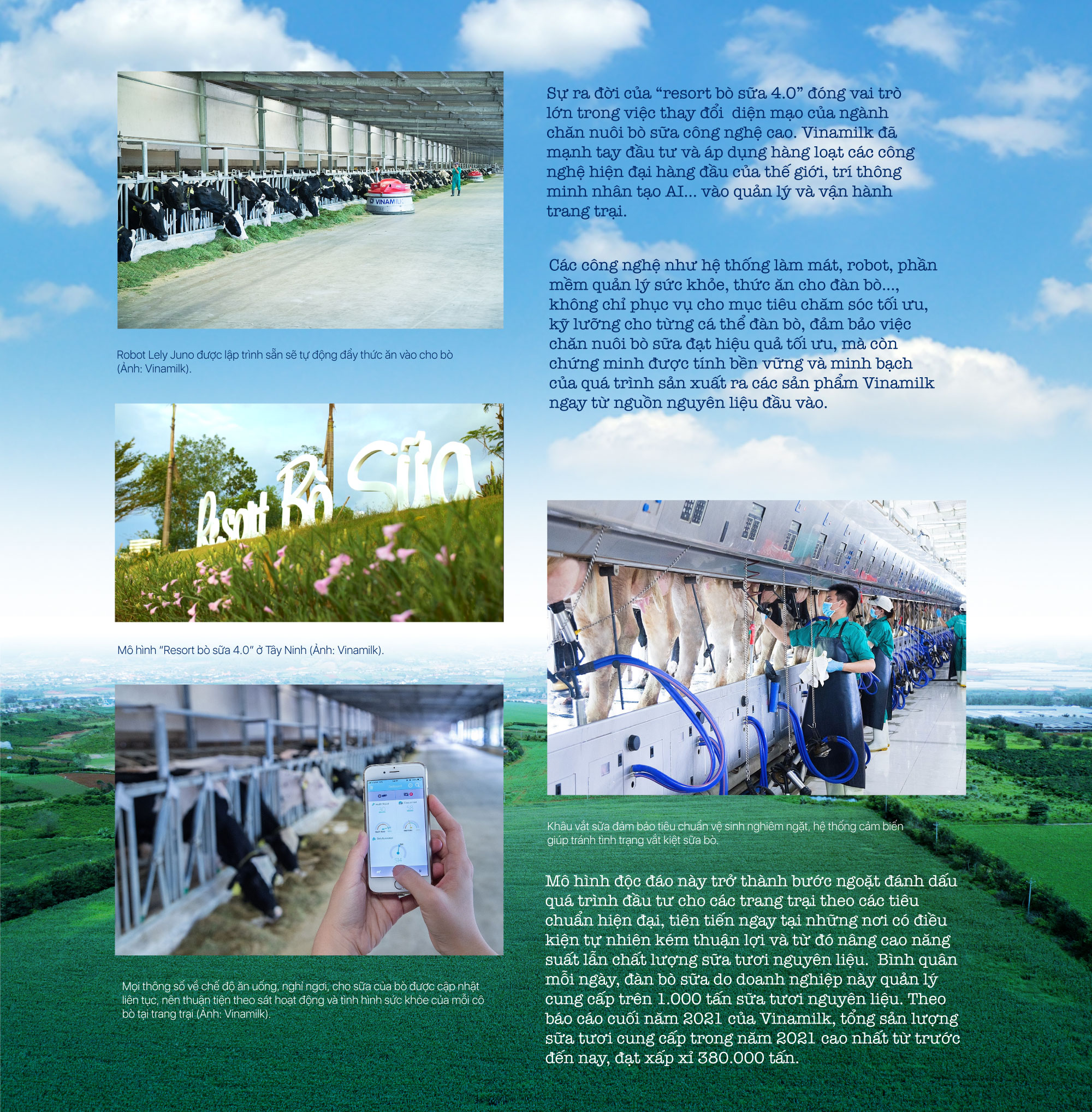 Giai đoạn 20202022 Xây dựng vùng cơ sở chăn nuôi bò sữa an toàn dịch  bệnh trên địa bàn huyện Bến Cầu  Báo Tây Ninh Online