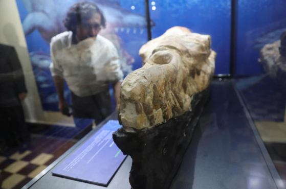 Sea monster skull in Peru shows scary ancient carnivores - Photo 1.