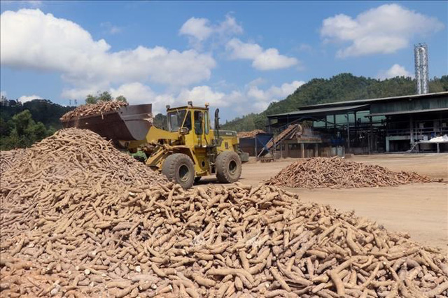 Trung Quốc gia tăng nhập khẩu sắn và tinh bột sắn của Việt Nam - Ảnh 1.