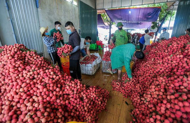 More than 100 Chinese traders come to Luc Ngan to buy lychee - Photo 1.