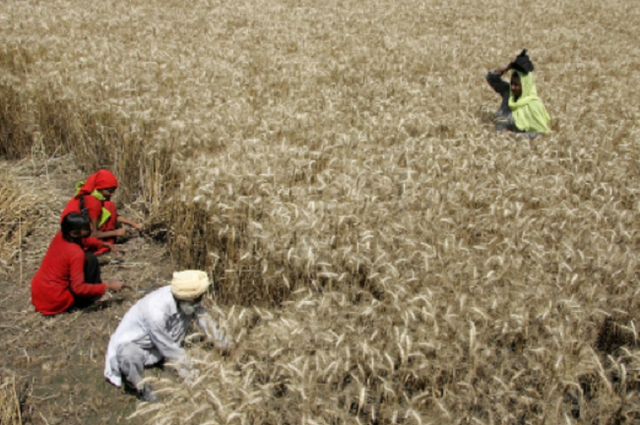Indian farmers struggled because of the ban on wheat exports - Photo 1.