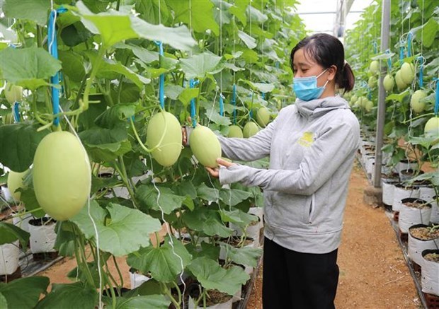 Ninh Thuan approves spending more than 9 billion VND to support the development of high-tech agriculture - Photo 1.