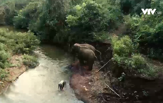 Nỗ lực bảo tồn loài voi ở vườn quốc gia Yok Đôn - Ảnh 1.