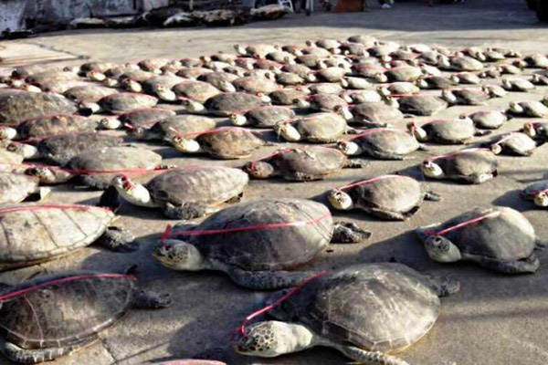 Hơn 1,1 triệu con rùa biển bị giết hại trái phép trong 30 năm qua - Ảnh 1.