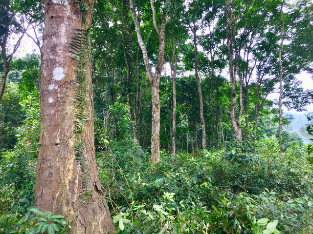 Tiềm năng thương mại carbon rừng Việt Nam - Ảnh 1.