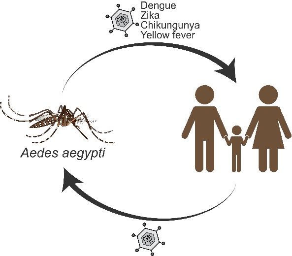 Nhật Bản cảnh báo muỗi truyền sốt xuất huyết kháng thuốc diệt côn trùng - Ảnh 1.