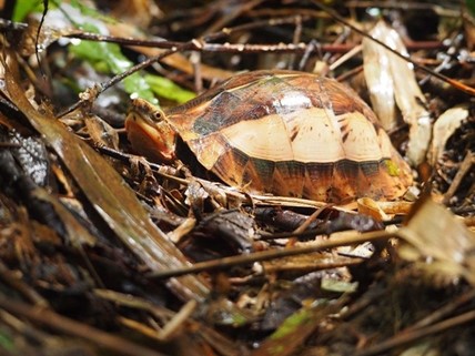 
A box turtle&nbsp;at Xuan Lien Nature Reserve (Photo: VNA)
