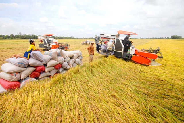 Việt Nam là điểm sáng trong xuất khẩu gạo - Ảnh 2.