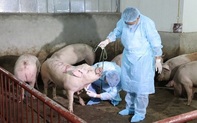 Làm sao để các hộ chăn nuôi tiếp cận được vaccine dịch tả lợn châu Phi? - Ảnh 1.